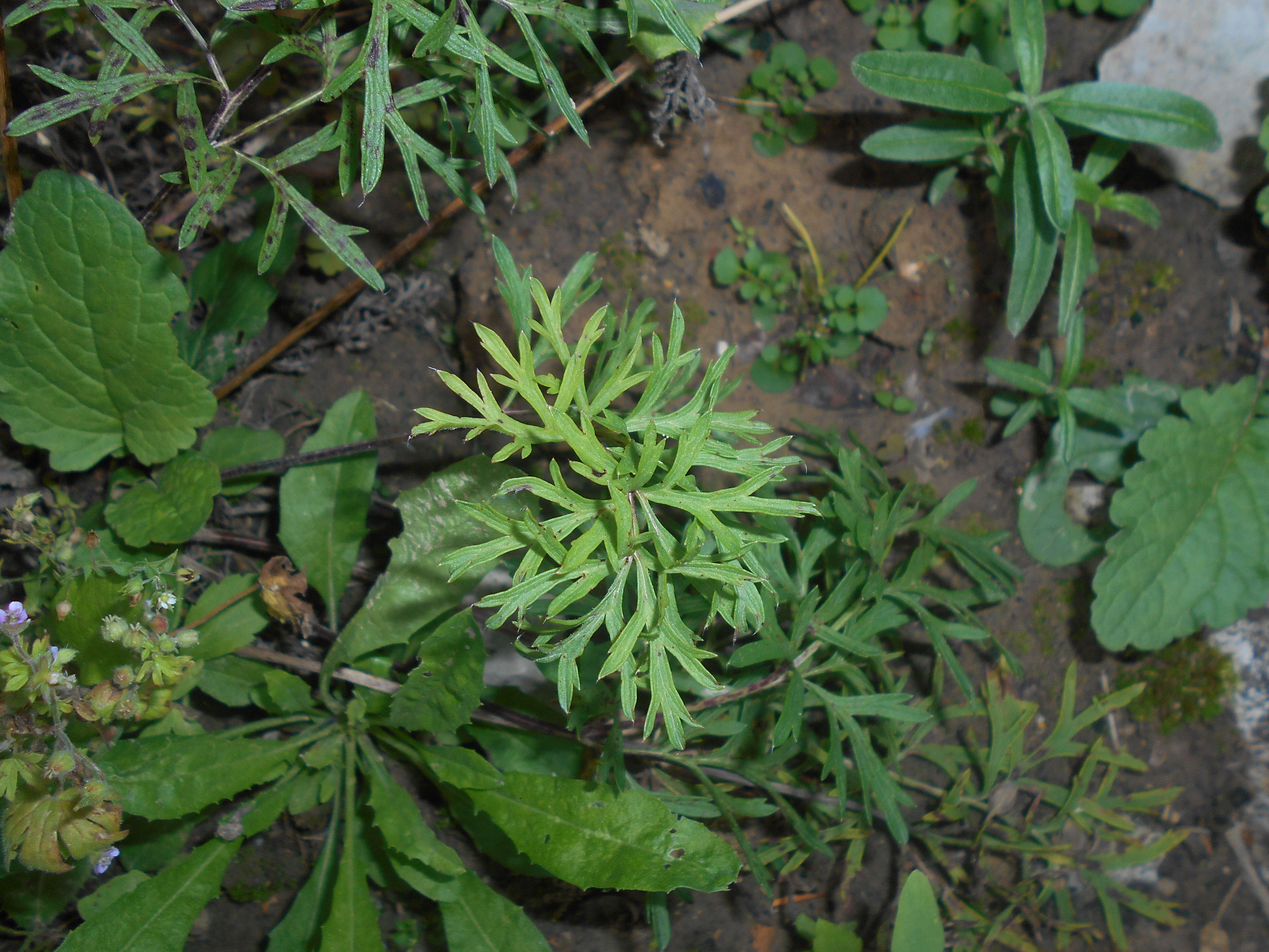 Image of Small Pasque Flower