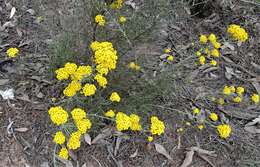 صورة Ozothamnus diotophyllus (F. Müll.) A. A. Anderberg