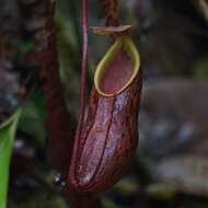 Image of Nepenthes pectinata Danser