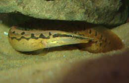 Image of Spiny eel