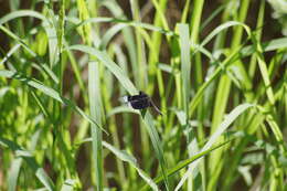 Image of Neurothemis decora (Kaup ex Brauer 1866)