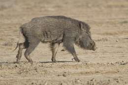 Imagem de Sus scrofa cristatus Wagner 1839