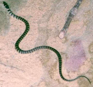 Image of Eastern brown snake