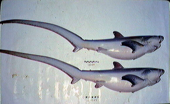 Image of thresher sharks