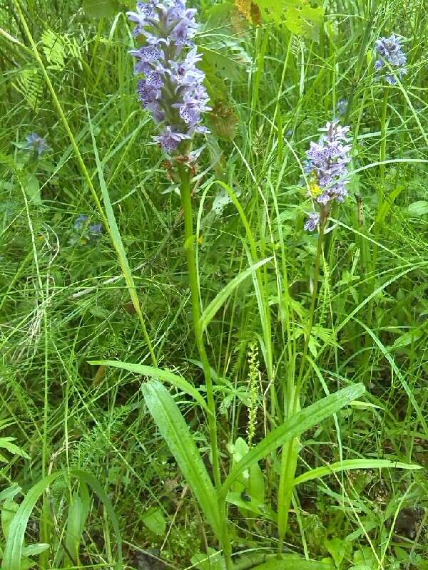 Image de Dactylorhiza maculata subsp. maculata