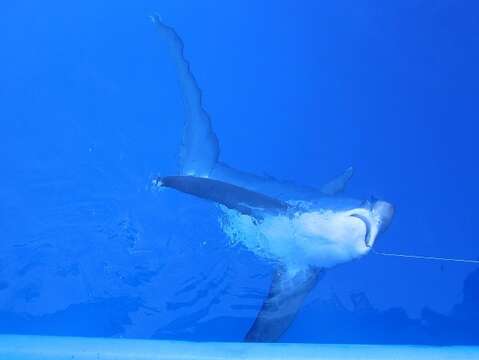 Image of thresher sharks