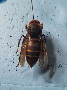 Image of Vespa crabro oberthuri Buysson 1902