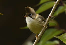 صورة Yuhina flavicollis Hodgson 1836