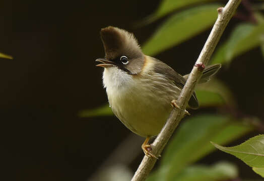 Image of Whiskered Yuhina