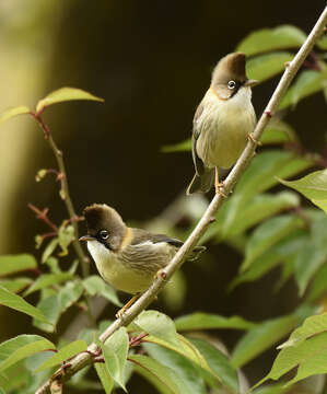 Image of Whiskered Yuhina