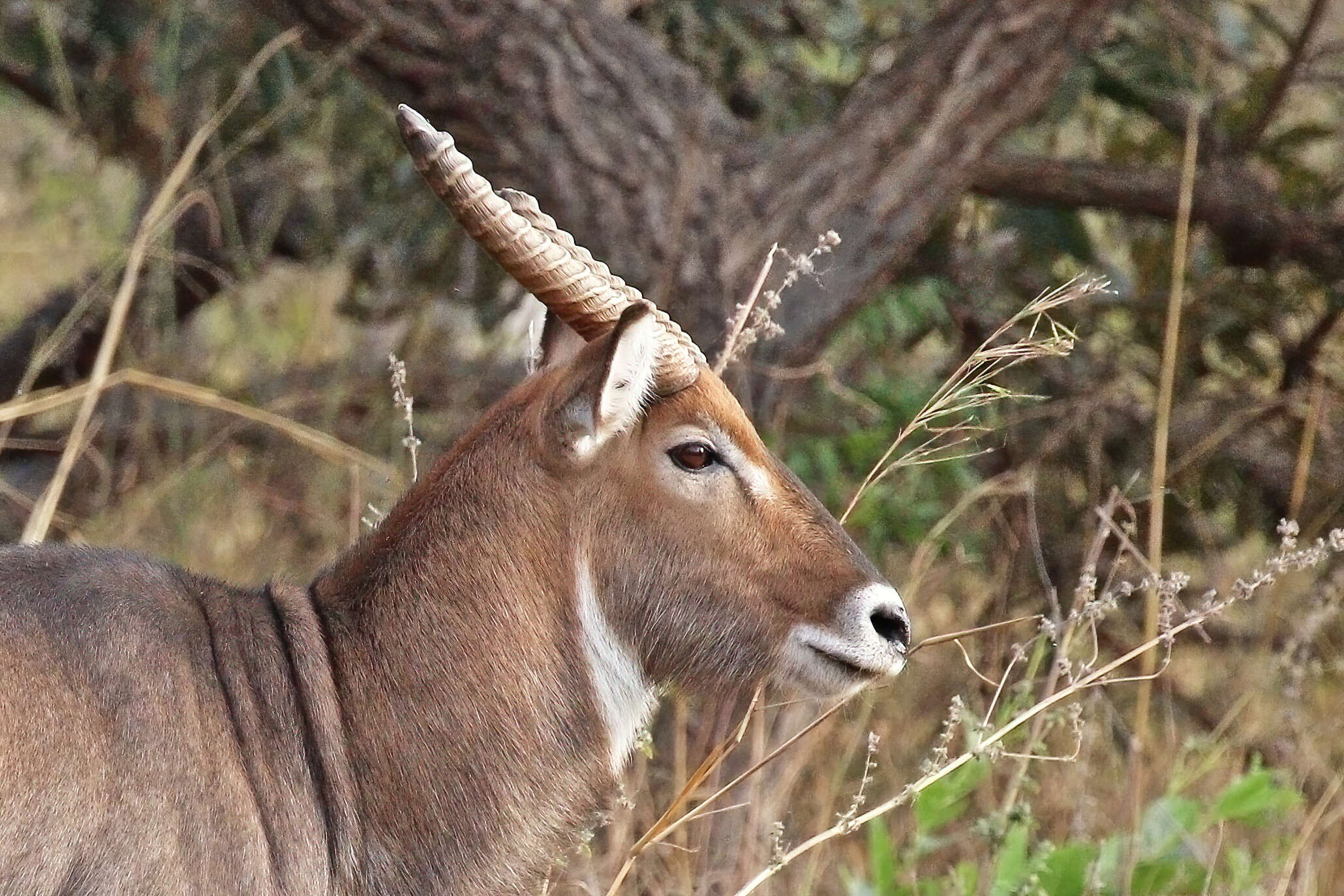 Image of Reduncinae