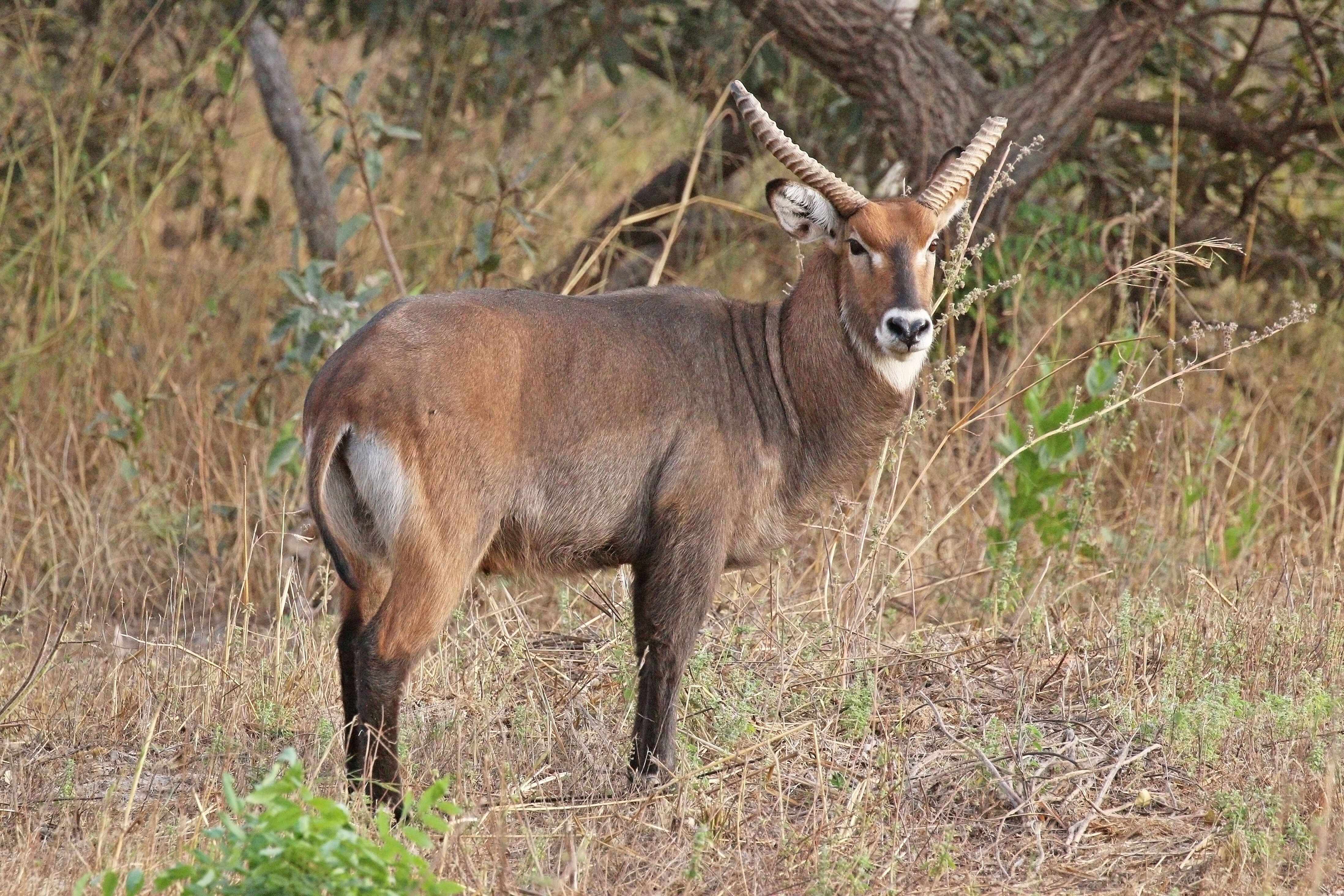 Image of Reduncinae