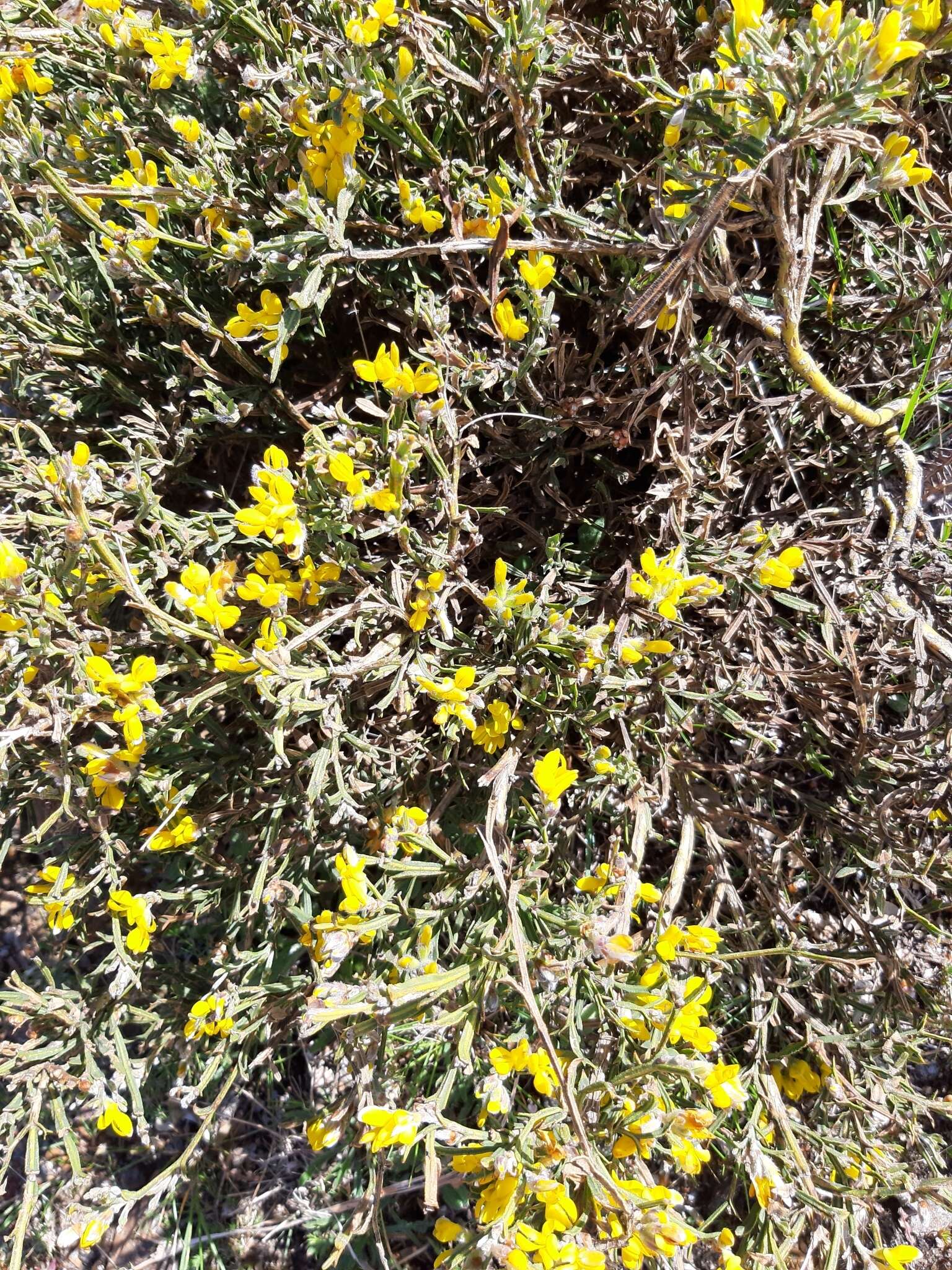 Plancia ëd Genista tridentata L.