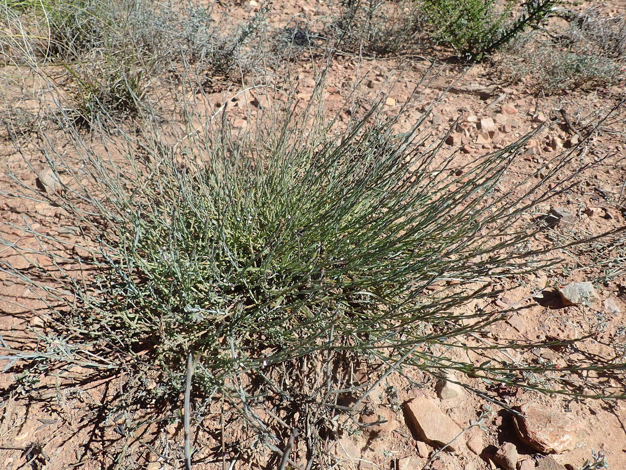 Image of Muraltia parvifolia N. E. Br.