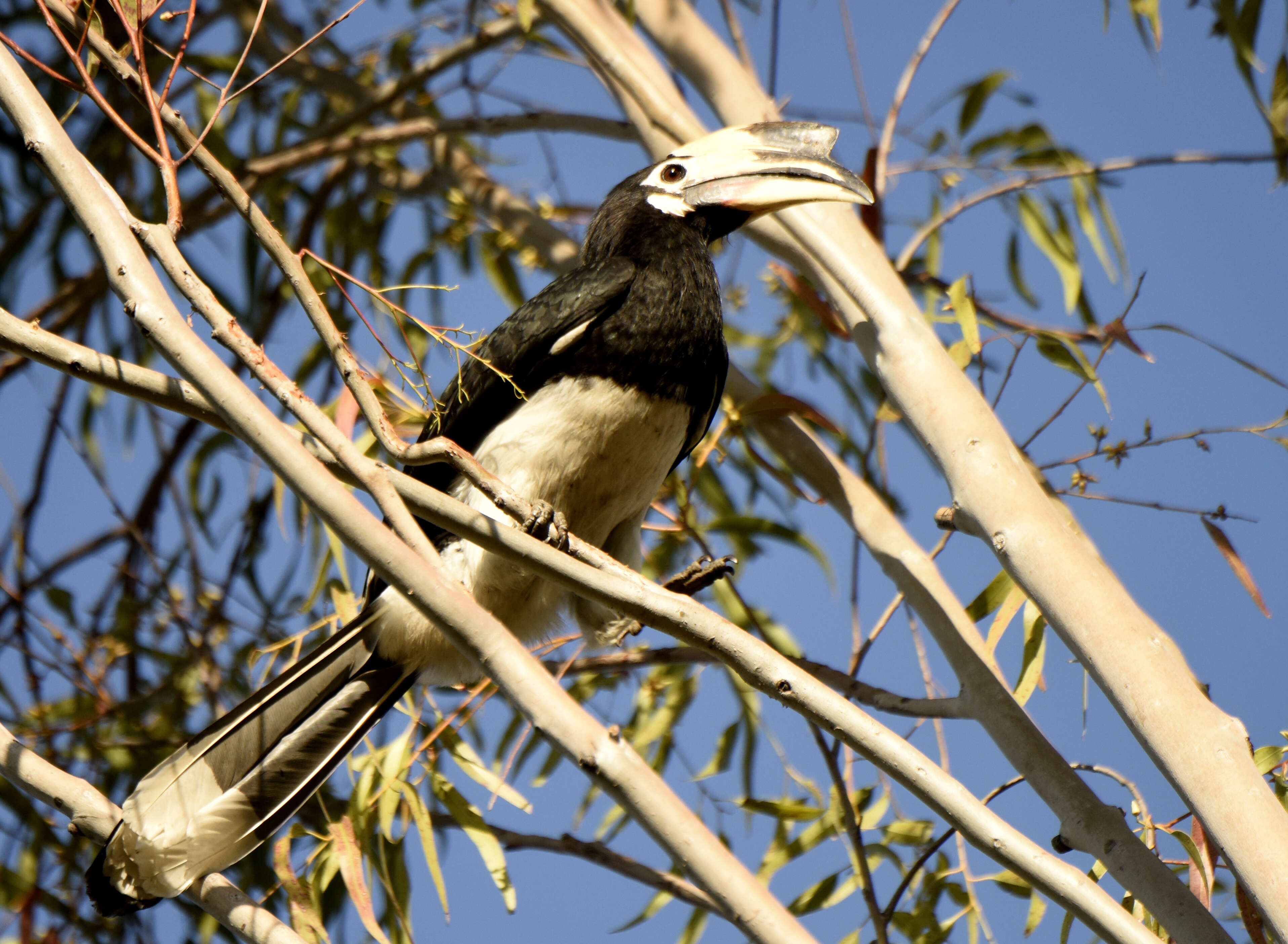 Image of Oriental Pied Hornbill