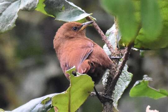 Image of Sepia-brown Wren