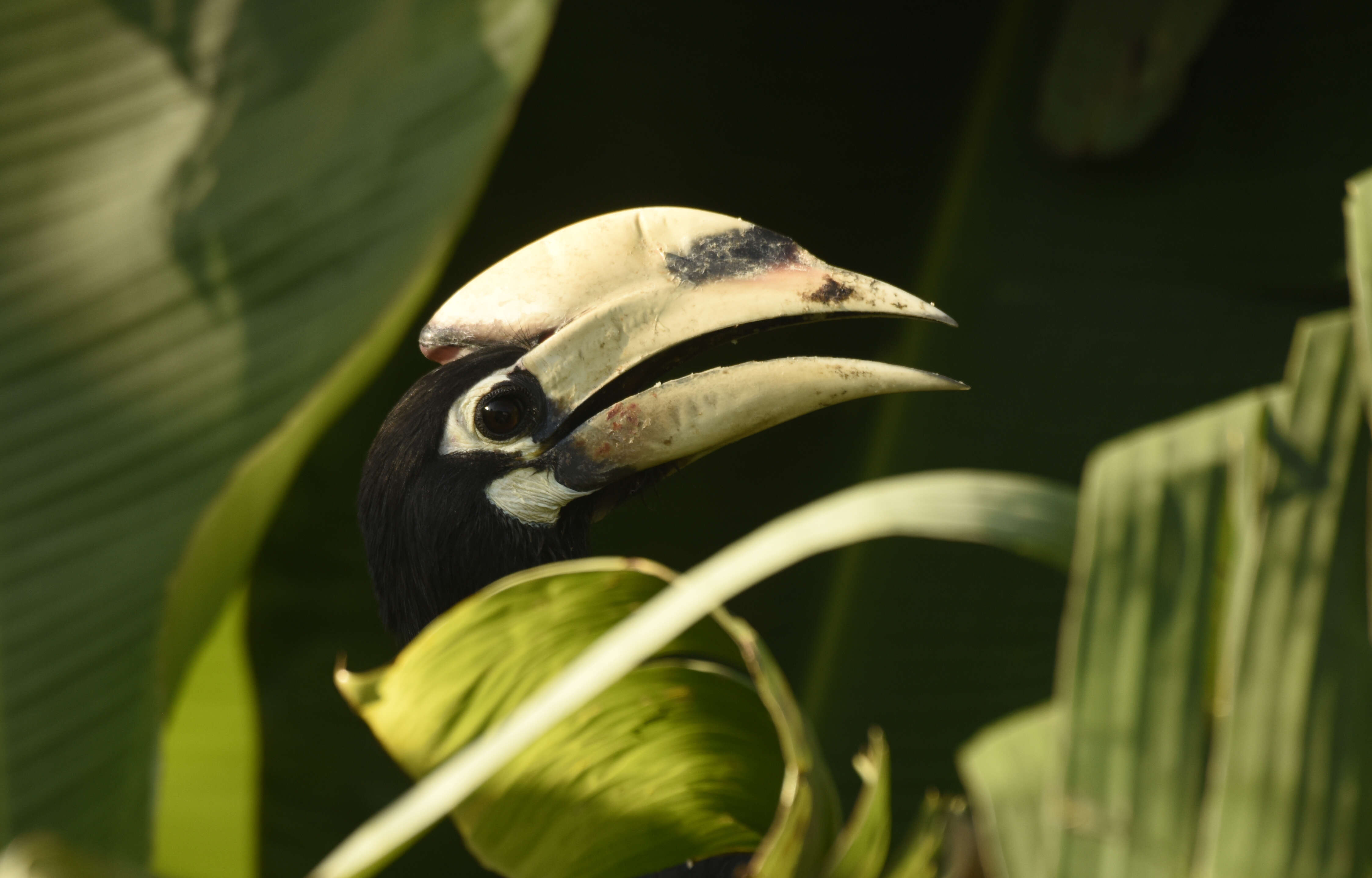 Image of Oriental Pied Hornbill