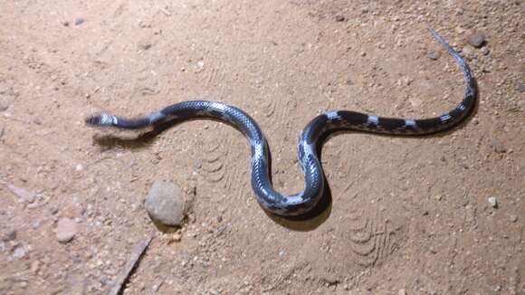 Image of Barred Wolf Snake