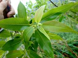 Image of Salix kusanoi (Hayata) C. K. Schneid.