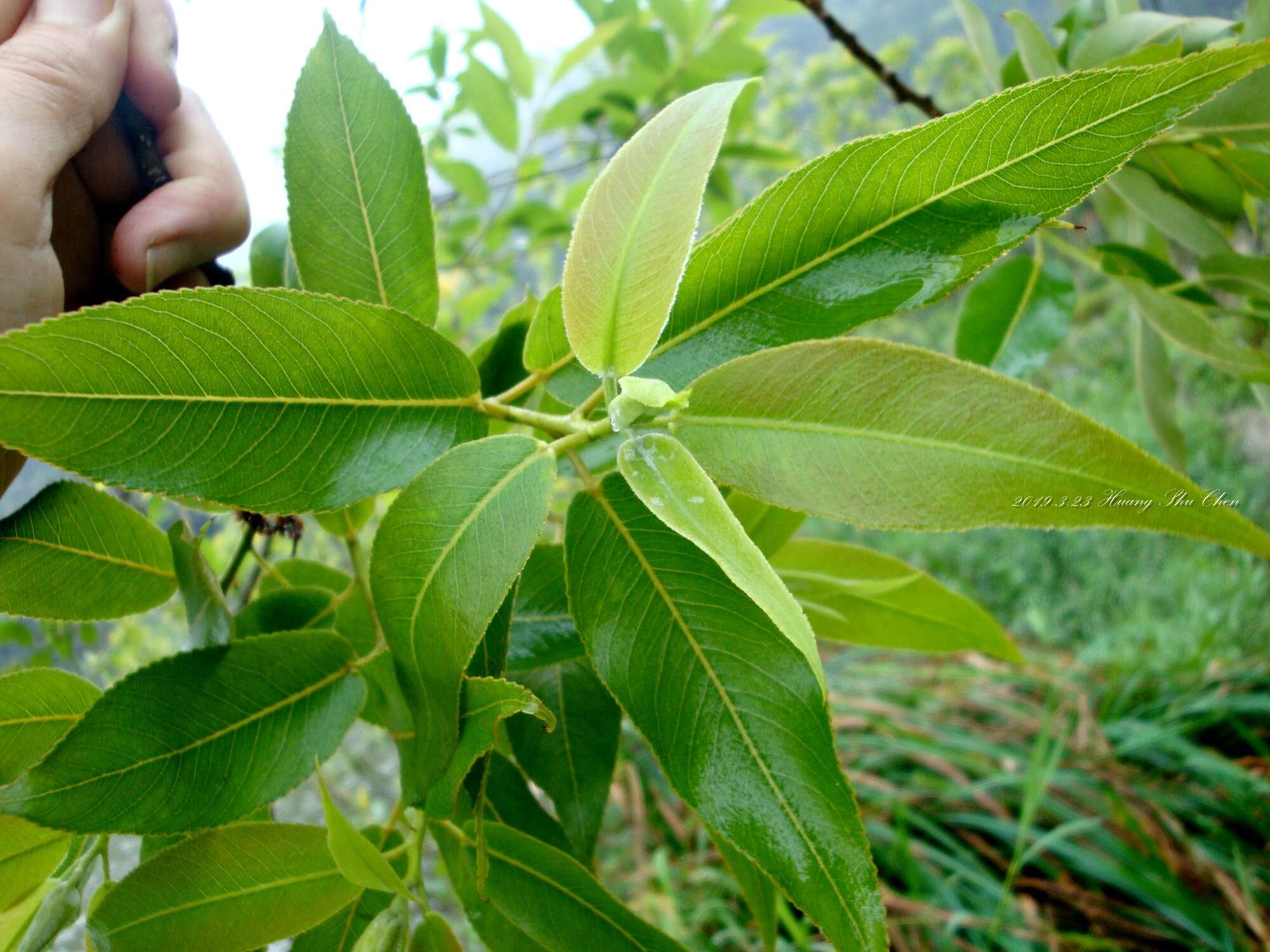 Image of Salix kusanoi (Hayata) C. K. Schneid.