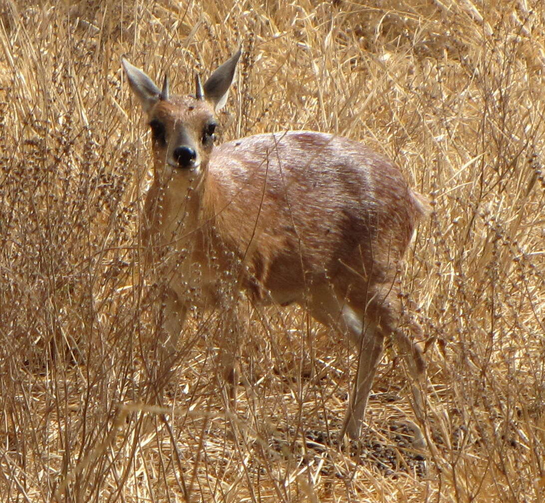 Image of Sharpe's Grysbok