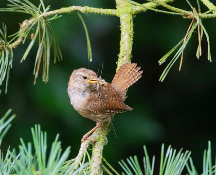 Image of Eurasian Wren