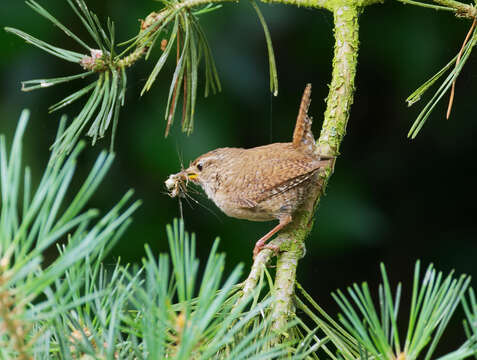 Image of Eurasian Wren