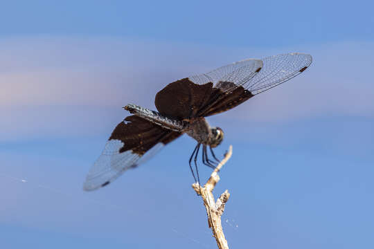 Image of Rhyothemis braganza Karsch 1890