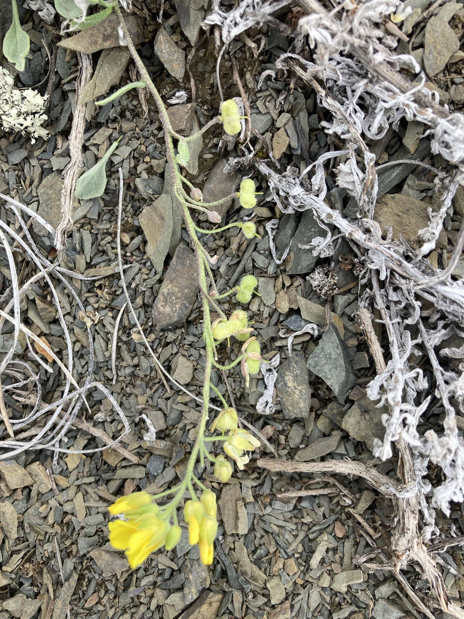 Image of Rogers Pass bladderpod