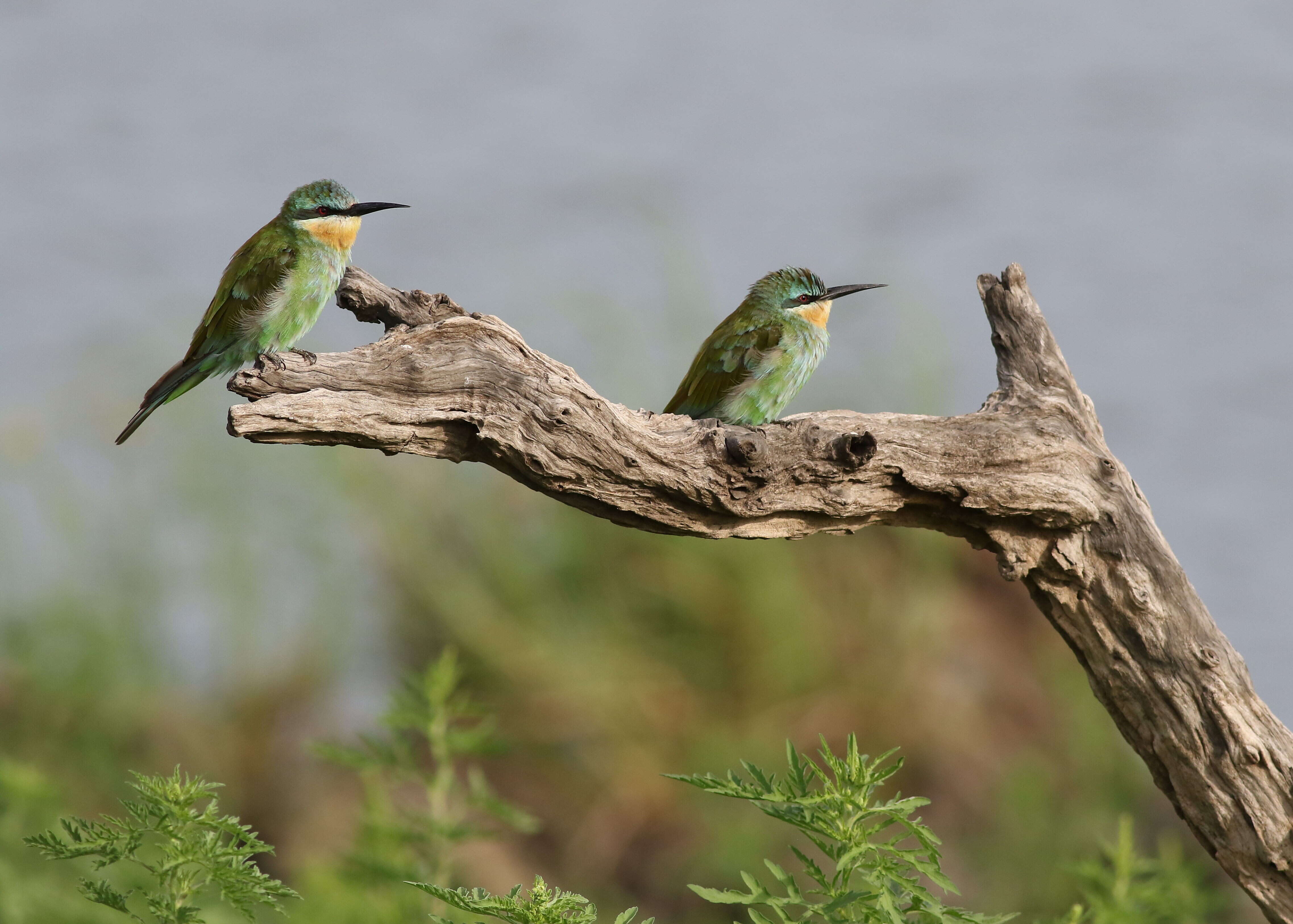 Image of Blue-cheeked Bee-eater