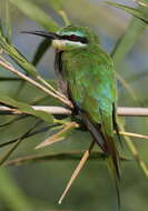 Image of Blue-cheeked Bee-eater