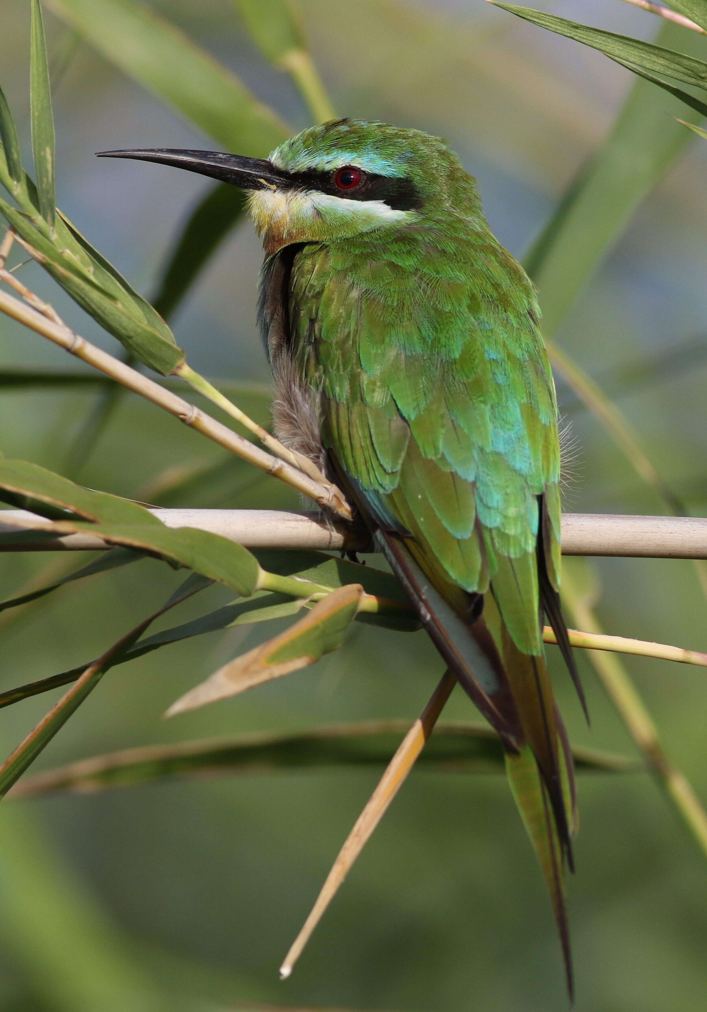 Image of Blue-cheeked Bee-eater