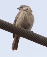 Image of Yemen Serin