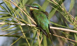 Image of Blue-cheeked Bee-eater