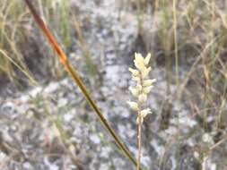 Image of Bracted Colicroot