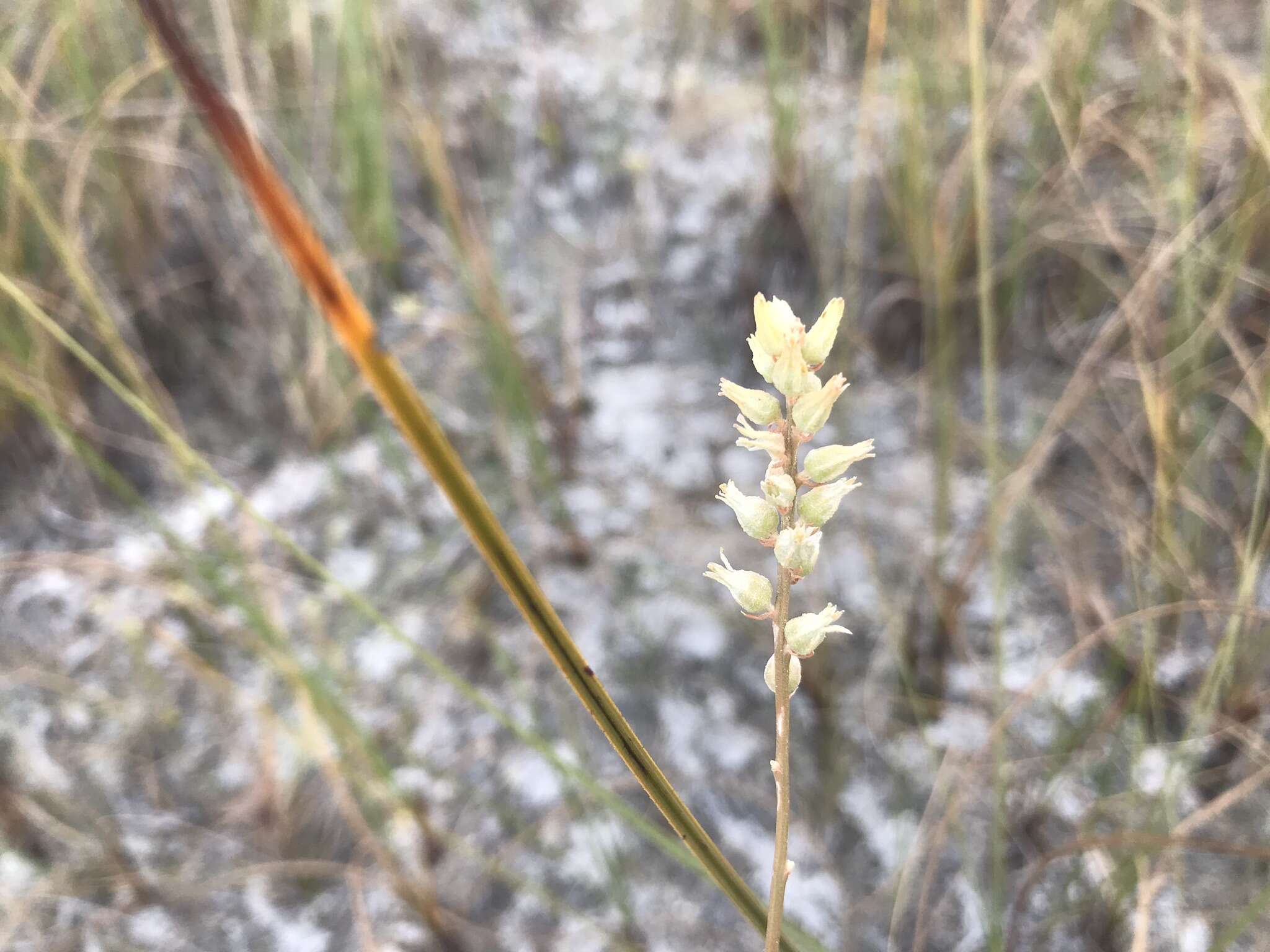 Слика од Aletris bracteata Northr.