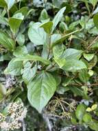 Image of Viburnum tinoides L. fil.