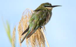 Image of Blue-cheeked Bee-eater