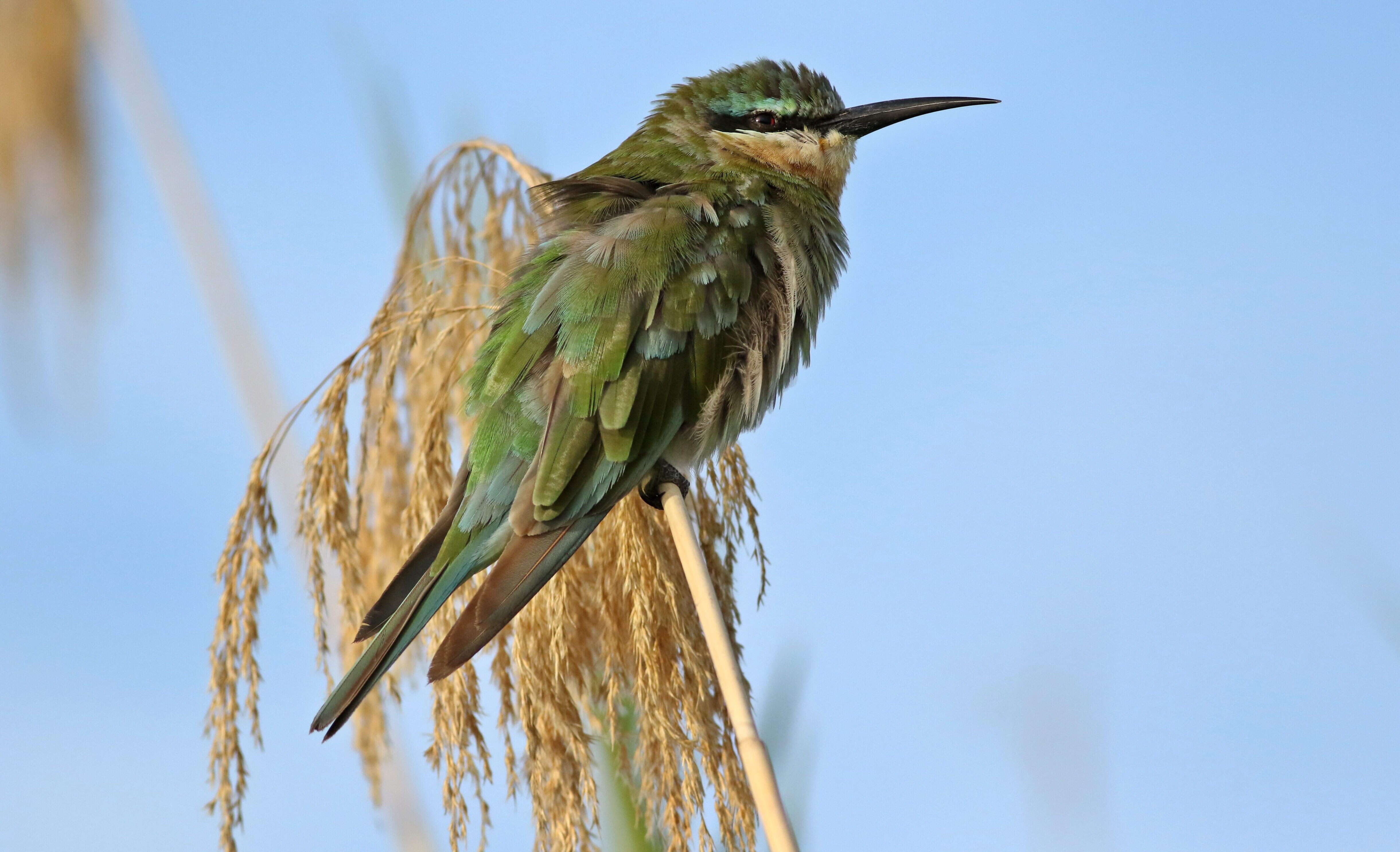 Image of Blue-cheeked Bee-eater