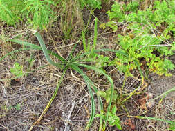 Image of Crinum lineare L. fil.