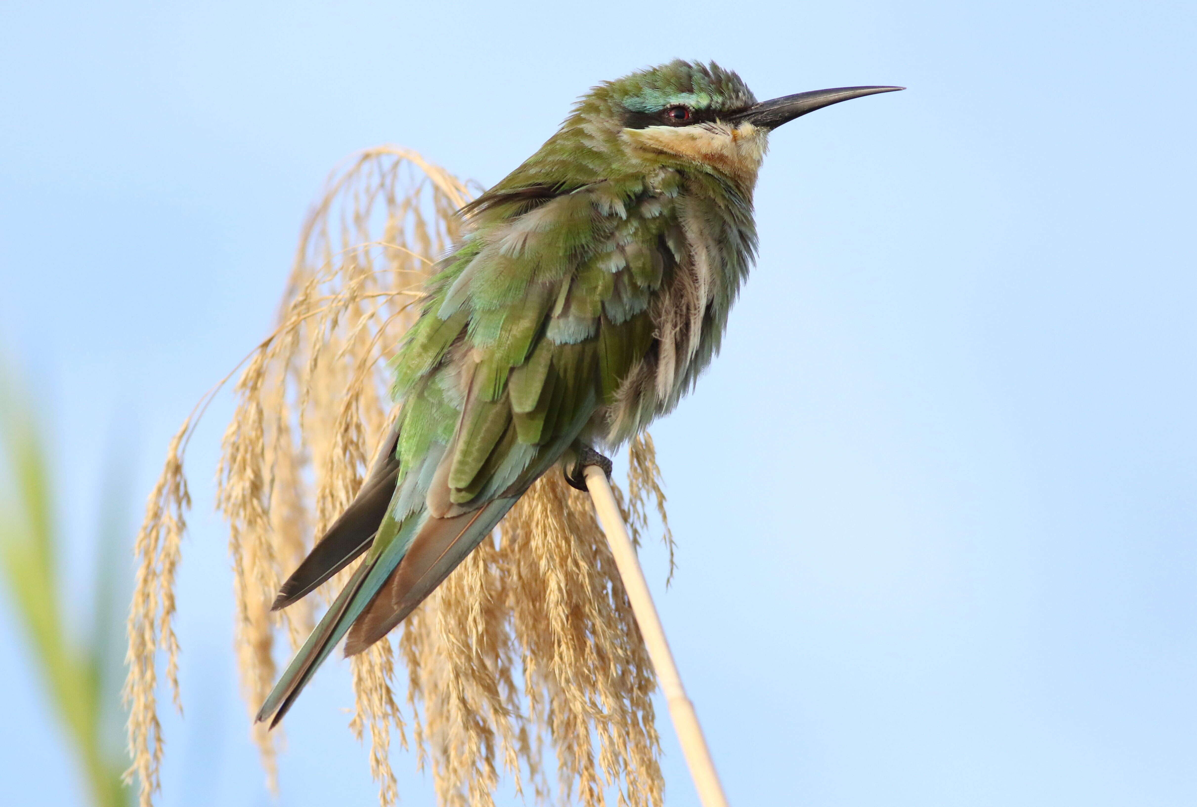 Image of Blue-cheeked Bee-eater