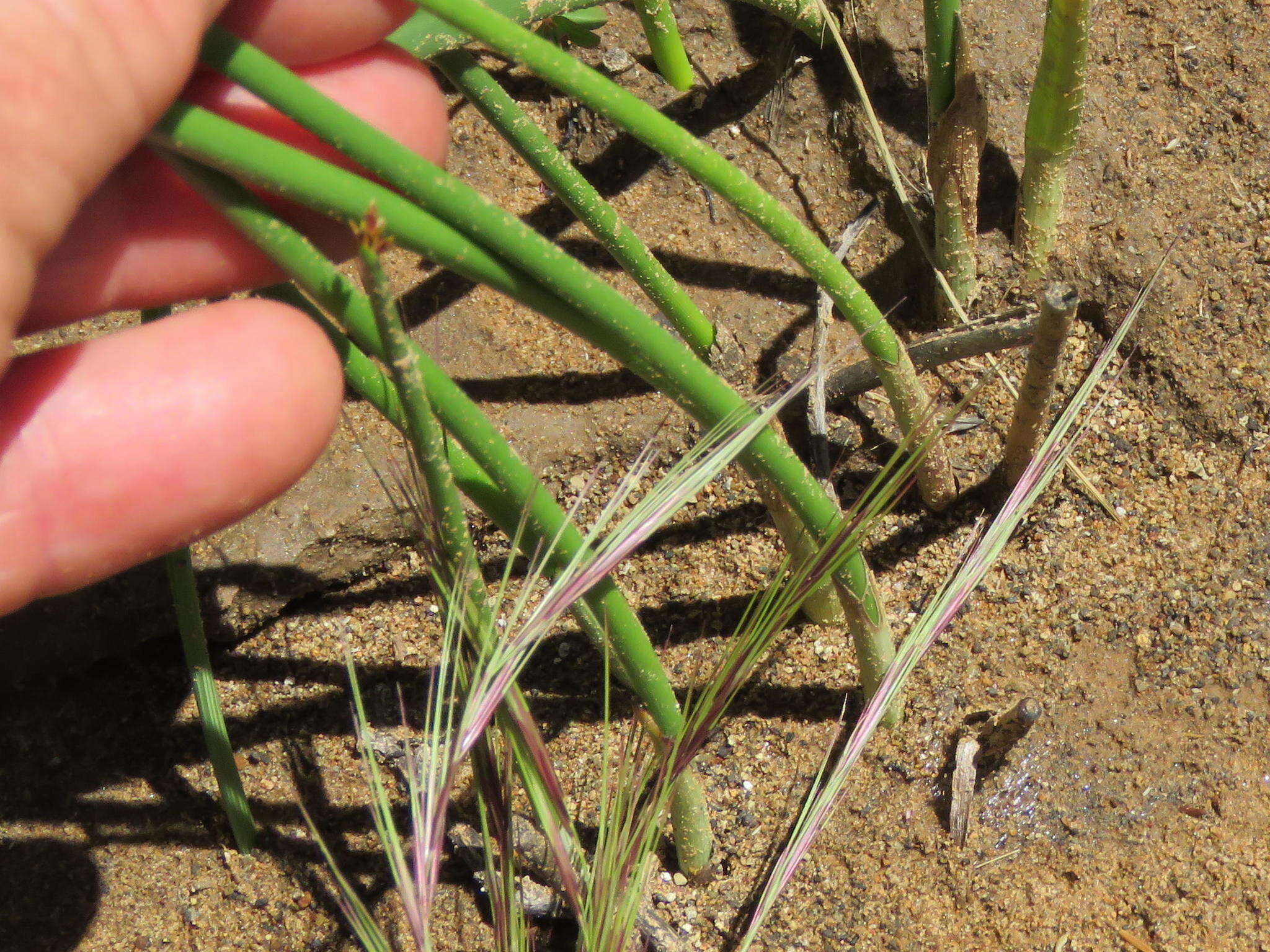 Imagem de Cyperus marginatus Thunb.