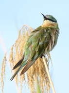 Image of Blue-cheeked Bee-eater