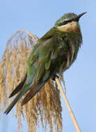 Image of Blue-cheeked Bee-eater