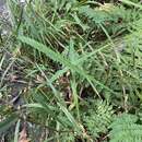 Image of Great Smoky Mountain Manna Grass