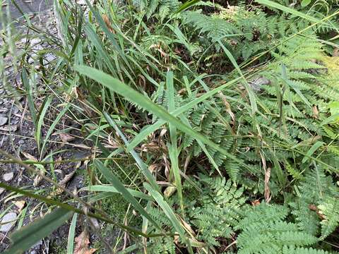 Image of Great Smoky Mountain Manna Grass