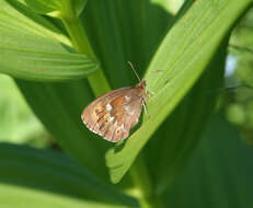 Image of Erebia jeniseiensis Trybom 1877