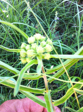 Image of spider milkweed