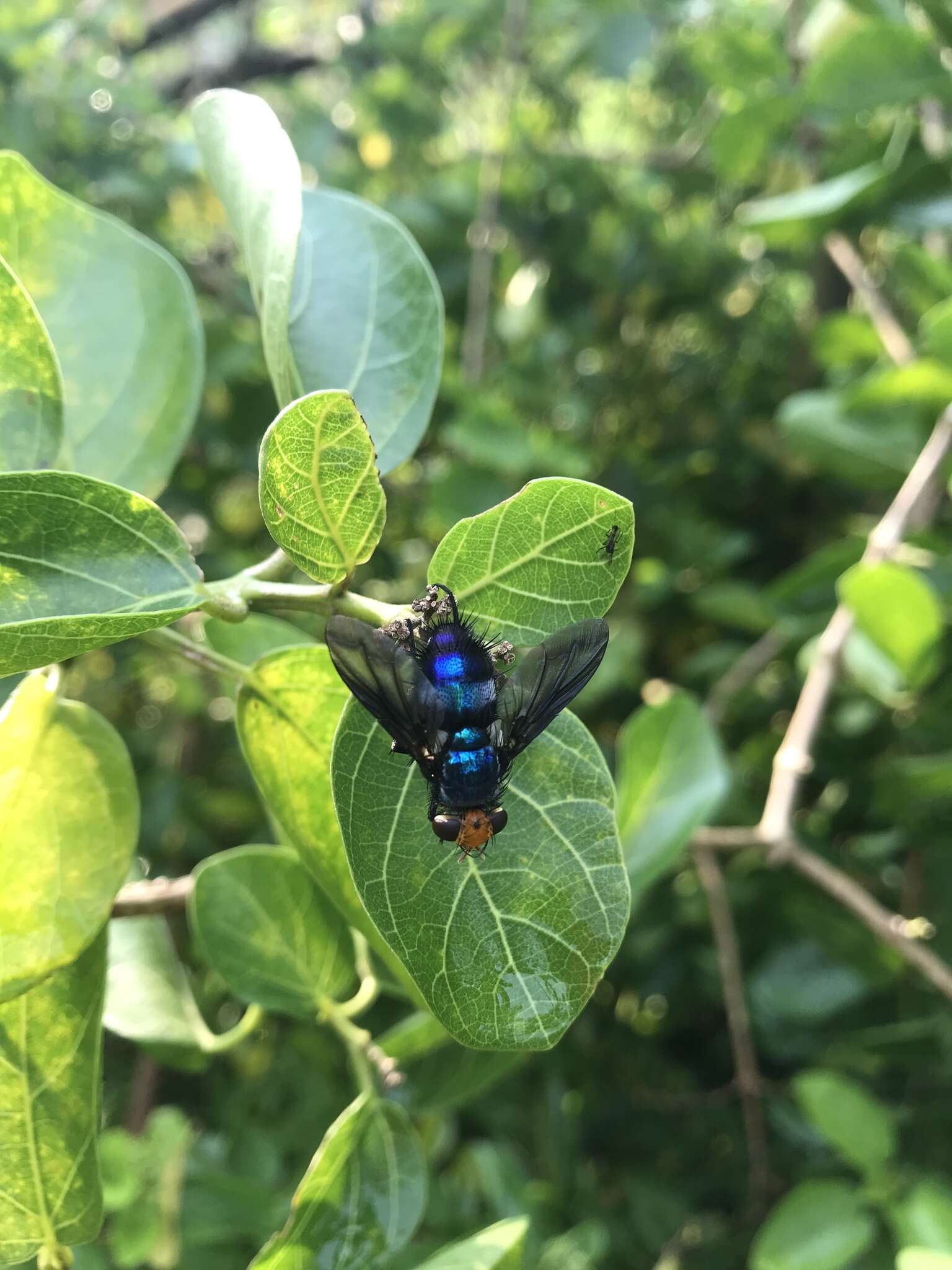 Слика од Silbomyia cyanea (Matsumura 1916)