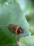 Imagem de Sphenorhina clarivenosa (Jacobi 1908)